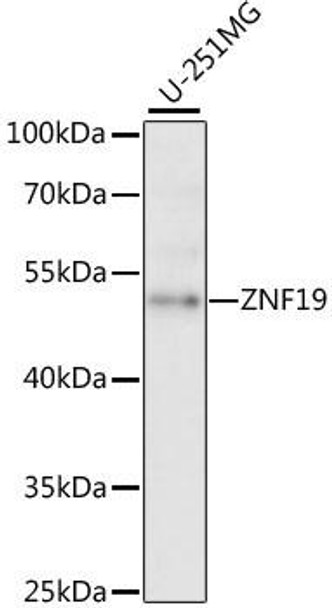 Anti-ZNF19 Antibody (CAB15328)