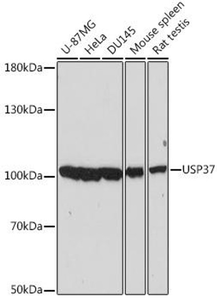 Anti-USP37 Antibody (CAB15593)