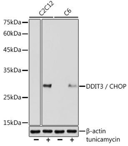 Anti-DDIT3 / CHOP Antibody (CAB6504)
