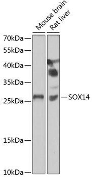 Anti-SOX14 Antibody (CAB7217)