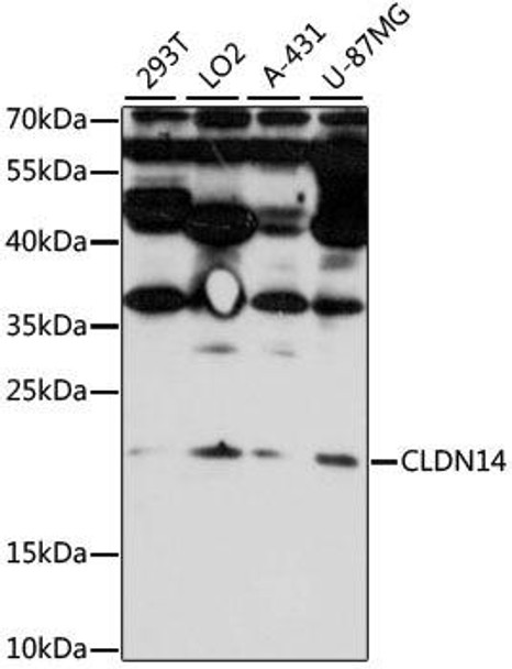 Anti-CLDN14 Antibody (CAB7787)