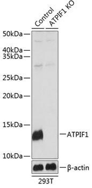 Anti-ATPIF1 Antibody (CAB19946)[KO Validated]