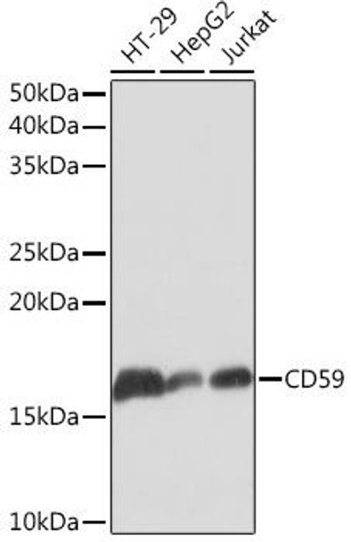Anti-CD59 Antibody (CAB4090)