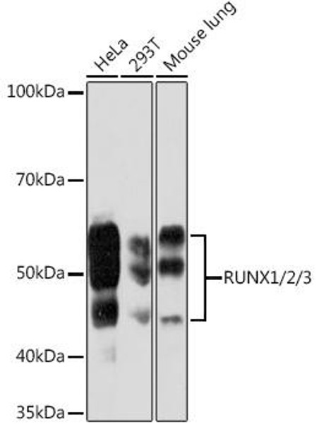 Anti-RUNX1/2/3 Antibody (CAB5115)