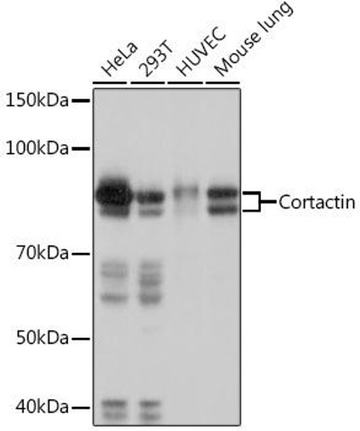 Anti-Cortactin Antibody (CAB9518)