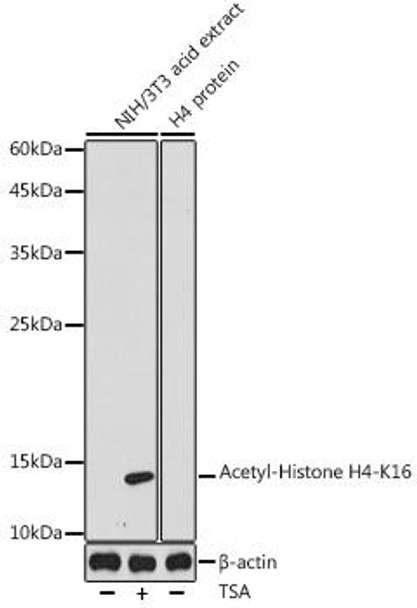 Anti-Acetyl-Histone H4-K16 Antibody (CAB20186)