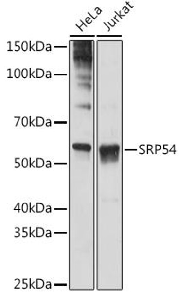 Anti-SRP54 Antibody (CAB2296)