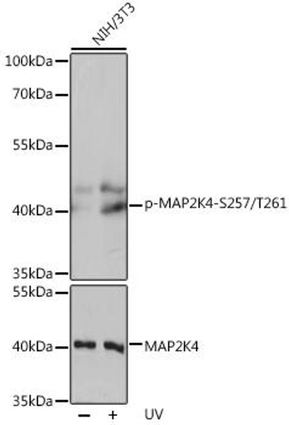 Anti-Phospho-MAP2K4-S257/T261 Antibody (CABP0541)