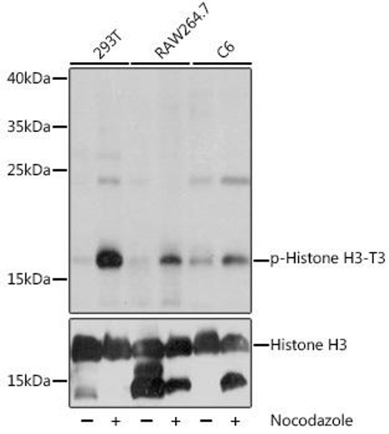 Anti-Phospho-Histone HIST1H3A-T3 pAb Antibody (CABP0846)