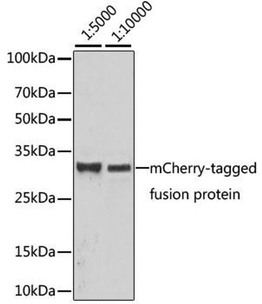 Anti-Mouse anti mCherry-Tag Monoclonal Antibody (CABE002)