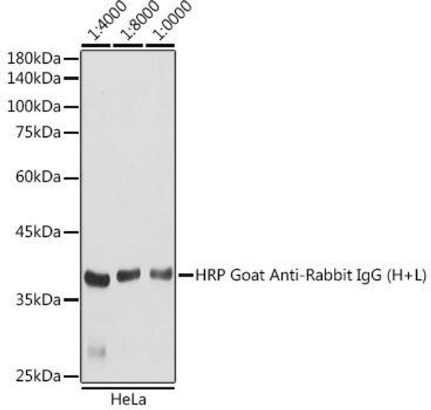 Anti-HRP Goat Anti-Rabbit IgG (H+L) Antibody (CABS014)