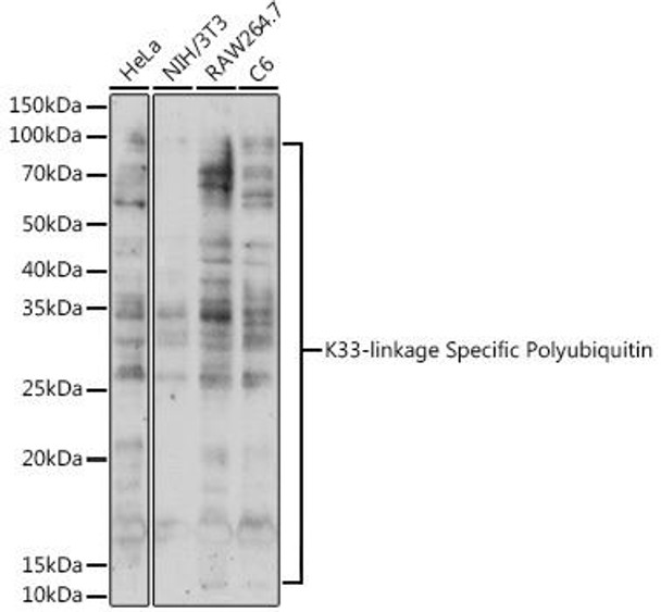 Anti-K33-linkage Specific Polyubiquitin Antibody (CAB18199)