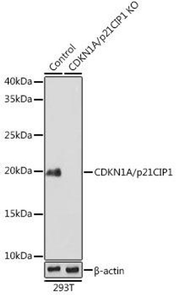 Anti-CDKN1A/p21CIP1 Antibody [KO Validated] (CAB19094)