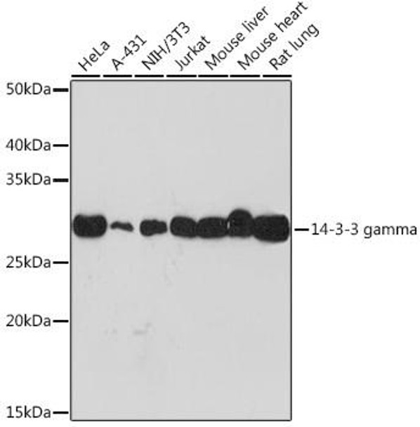 Anti-14-3-3 gamma Antibody (CAB9162)