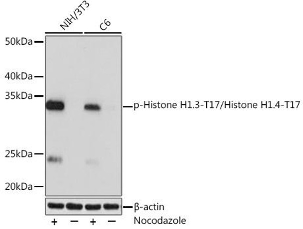 Anti-Phospho-Histone H1.3-T17/Histone H1.4-T17 Antibody (CABP1132)