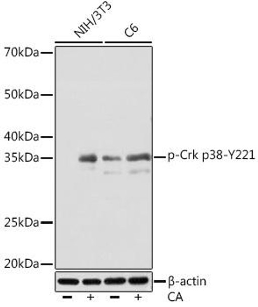 Anti-Phospho-Crk p38-Y221 Antibody (CABP1150)