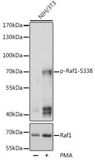 Anti-Phospho-RAF1-S338 Antibody (CABP0498)