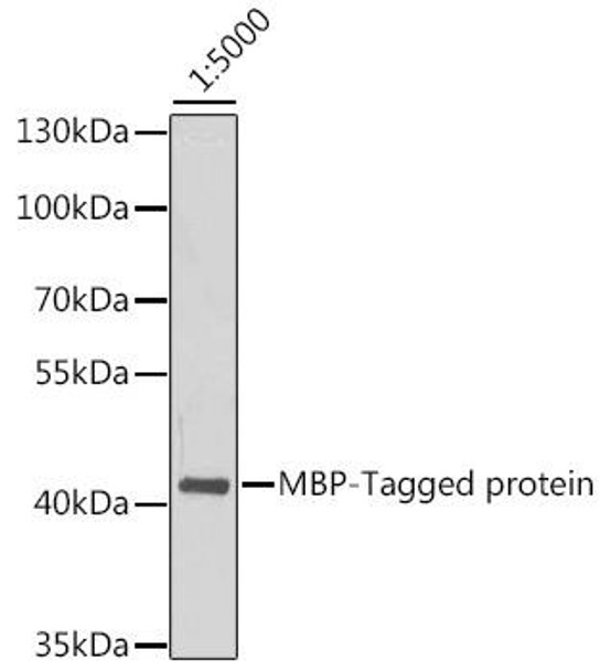 Anti-Mouse anti MBP-Tag Monoclonal Antibody (CABE016)