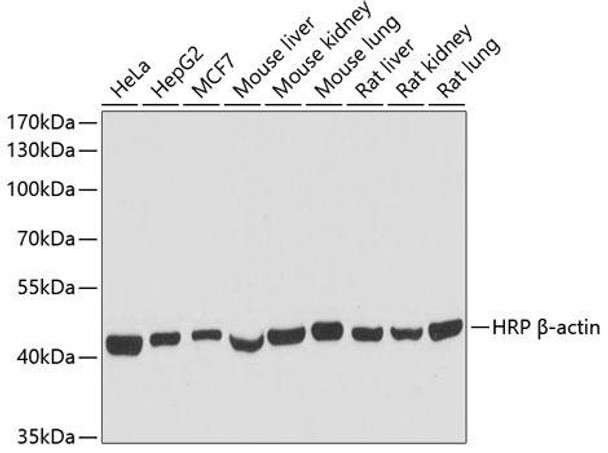 Anti-HRP-conjugated Beta Actin Antibody (CABC028)