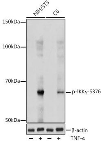 Anti-Phospho-IKKGamma-S376 Antibody (CABP1111)