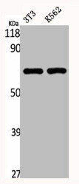 CYP3A4 Antibody (PACO06402)