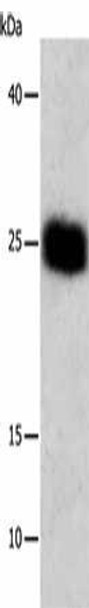 BCL2L1 Antibody (PACO14124)