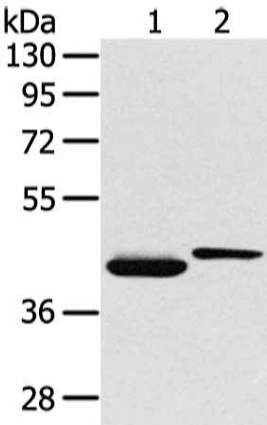 BMP4 Antibody (PACO14137)