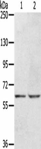 KCNH6 Antibody (PACO14496)