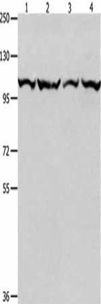 MCM3 Antibody (PACO14695)