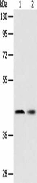 SERPINA5 Antibody (PACO15196)