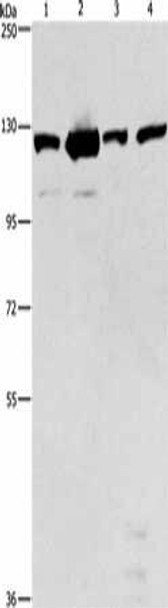 PTK2 Antibody (PACO15712)