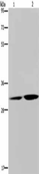 DNASE1L3 Antibody (PACO16196)