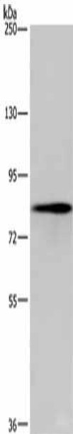 EEF2K Antibody (PACO16233)