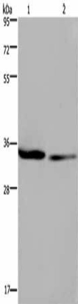 EMD Antibody (PACO16256)