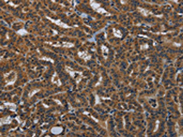 KLK8 Antibody (PACO16601)