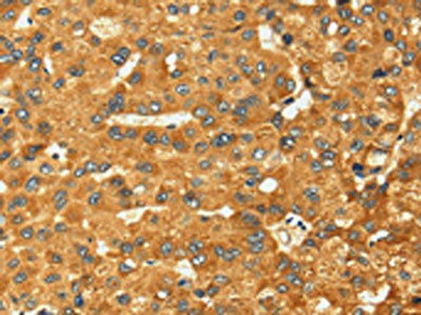 RFFL Antibody (PACO16967)