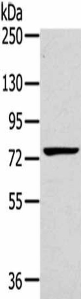 RHOBTB1 Antibody (PACO16981)