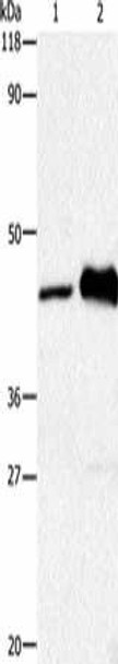 HTR1A Antibody (PACO17467)