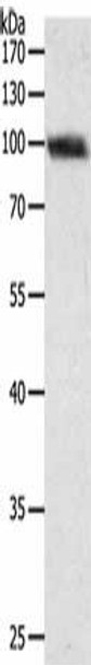 PYGB Antibody (PACO17560)