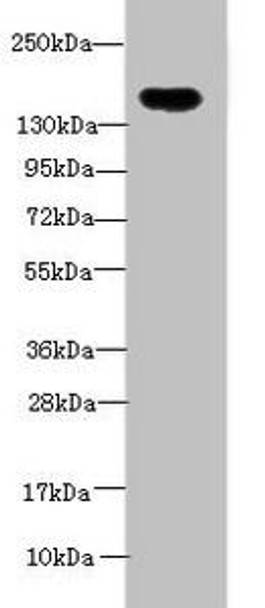 ADAMTS7 Antibody (PACO42446)