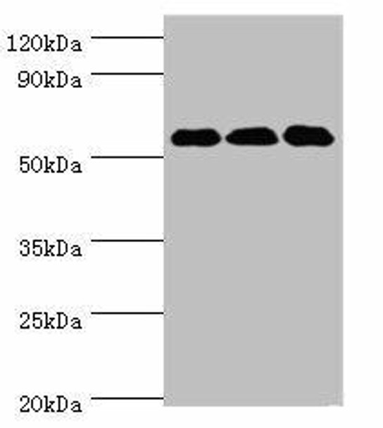 XIAP Antibody (PACO42968)