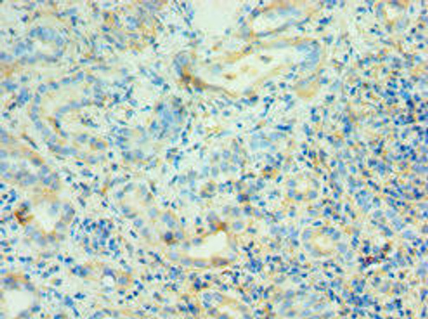 AGT Antibody (PACO43211)