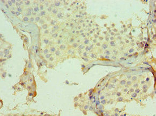 CMA1 Antibody (PACO43322)