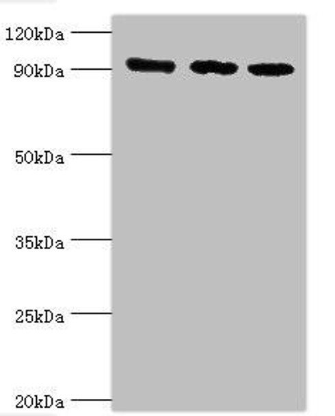 MCM3 Antibody (PACO43395)