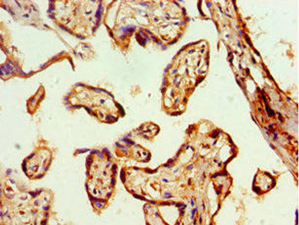 GJA1 Antibody (PACO43537)