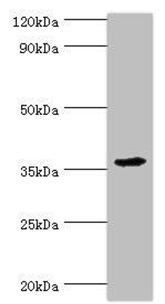 PDLIM1 Antibody (PACO43545)