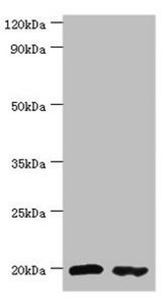 PTRH2 Antibody (PACO43554)