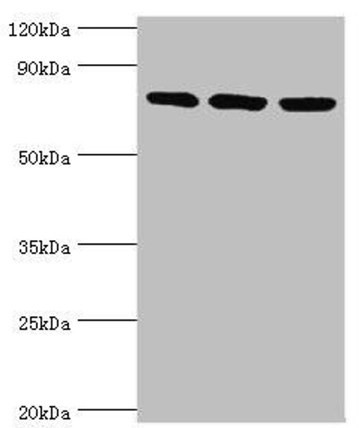 MCM5 Antibody (PACO43573)