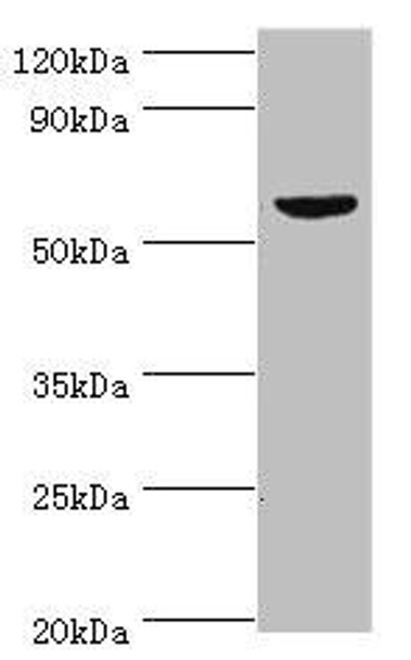 KMO Antibody (PACO43748)