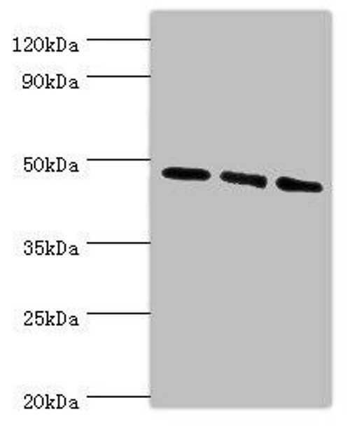 WIPI1 Antibody (PACO43809)